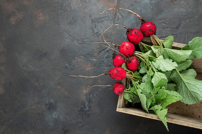 Eco friendly fresh radish