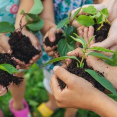 children plant plants together in their hands. Selective focus. nature.